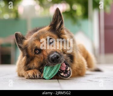 Porträt eines Schäferhundes, der lügt, ihr Spielzeug in den Mund hält, es kaut und wegschaut. Nahaufnahme. Stockfoto