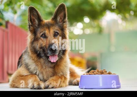 Schäferhund liegt neben einer Schüssel mit kibbelndem Hundefutter und schaut auf die Kamera. Nahaufnahme, Kopierbereich. Stockfoto