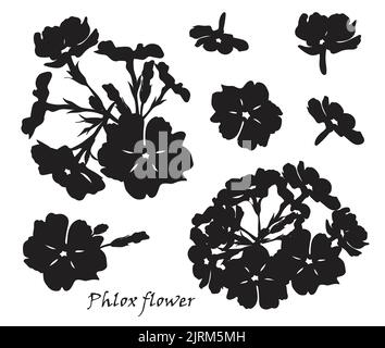 Set von Blumen Phlox mit Blättern. Schwarze Silhouette auf weißem Hintergrund Stock Vektor