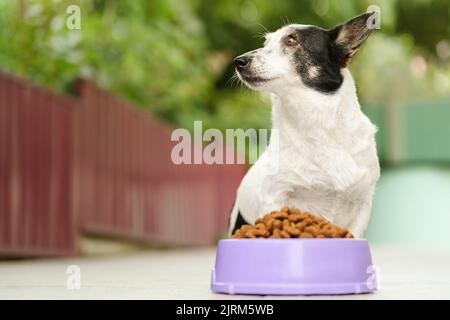 Netter schwarz-weißer Hund, der zur Seite schaut, Schale mit kibblem Hundefutter vor ihr. Nahaufnahme, Platz links kopieren, für Logo oder platzieren Stockfoto