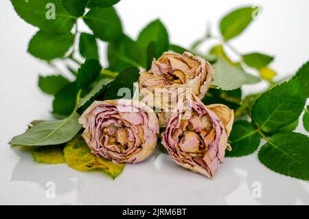 Drei rosafarbene Rosen, verwelkte trockene Rosen, Blüten isoliert auf einem Hintergrund aus Blättern aus nächster Nähe Stockfoto