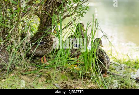 Wildenten im Gras am Ufer der Donau in der Nähe der Stadt Novi Sad. Stockfoto