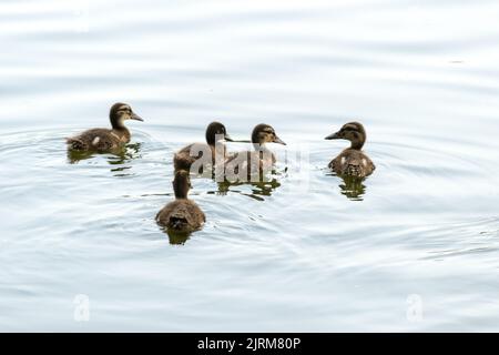 Junge Enten im Wasser. Junge Enten schwimmen im Wasser. Stockfoto