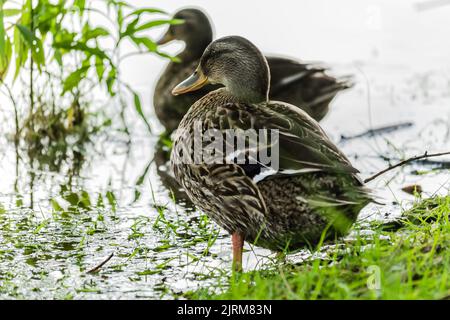 Wildenten im Gras am Ufer der Donau in der Nähe der Stadt Novi Sad. Stockfoto