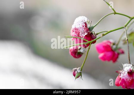 Kleiner wilder Schnee und eisbedeckter rosa Rosenbusch im Winterpark oder auf der Stadtstraße Stockfoto