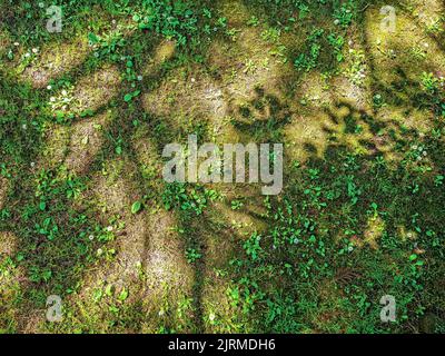 Schattiges Muster auf einer Lichtung mit grünem Gras und kleinen Gänseblümchen. Keine nahtlose Textur. Draufsicht. Stockfoto