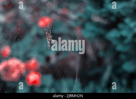 Eine große Spinne, die in der Mitte eines Spinnennetzes in Polen sitzt Stockfoto