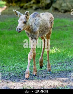 Porträt eines wanderenden Elchkalbes (Alces alces) Stockfoto