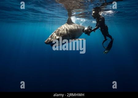 Dieser Tigerhai kam zu einer näheren Inspektion. Honolulu, Hawaii: DIESE UNGLAUBLICHEN Bilder zeigen einen erschreckenden Hai, der sich einem Taucher nähert, um ihn zu lieben Stockfoto