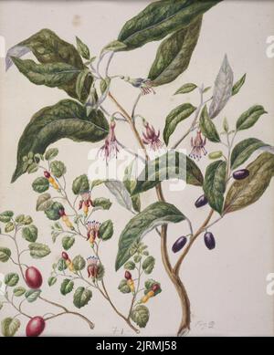 Schleichende Fuchsia - fuscia procumbens, Konini - fuscia excorticata, um 1888, Neuseeland, von Sarah Featon. Stockfoto