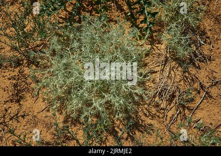 Artemisia maritima - Europäische Wermut-Arten, bekannt als Meerwurmholz und alte Frau. Sie stammt aus Frankreich, dem Vereinigten Königreich, Italien, Belgien und Ge Stockfoto