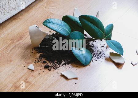 Gebrochener Blumentopf mit Gummipflanze auf dem Boden im Wohnzimmer Stockfoto