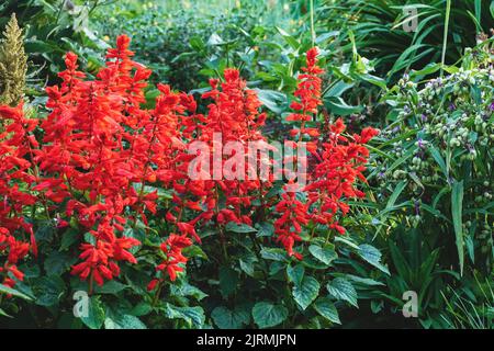 Salvia splendens Vista Rote auffällige Blumen im Garten, scharlachroter Salbei blüht im Blumenbeet Stockfoto