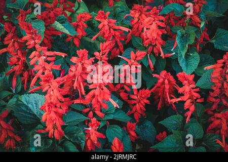 Scharlach Salbei - Salvia splendens Vista Rot blüht im Gartenbett Stockfoto