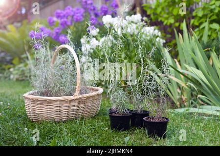 Helichrysum blüht im Garten zum Pflanzen. Helle Pflanze für die Kräutermedizin. Heilkraut. Stockfoto