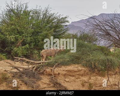 Männlicher Kudu-Bulle im ephemeren Flussbett des Hoanib-Flusses in Namibia Stockfoto