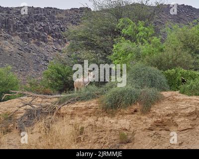 Männlicher Kudu-Bulle im ephemeren Flussbett des Hoanib-Flusses in Namibia Stockfoto