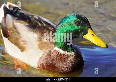 Männliche Ente in Nahaufnahme. Wasservögel mit grün-braunem Gefieder und gelbem Schnabel Stockfoto
