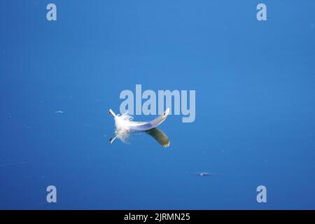 Eine weiße Vogelfeder schwebt auf der glatten Oberfläche eines Sees. Reflexion im Wasser. Stockfoto