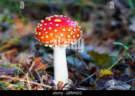 Frische Fliegengitarre auf Waldboden. Giftige rote und weiß gefleckte Pilze. Ungenießbar. Stockfoto