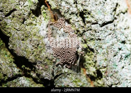 Insekteneier auf einer Baumrinde aus der Nähe. Stockfoto