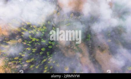 Oben auf dem Wald am Berghang in einem Naturschutzgebiet. Landschaft mit Nebel im Wald oben Stockfoto