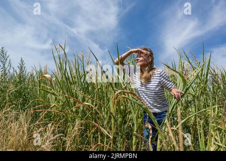 Eine blonde Frau, die aus dem Maisfeld herausschaut. Stockfoto