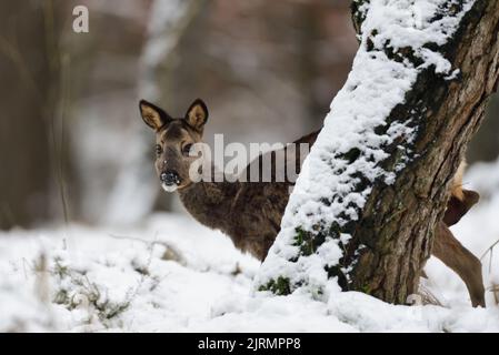 Rehe Weibchen stehen auf Waldwiese im Schnee und schauen, Winter, niedersachsen, deutschland, (capreolus capreolus) Stockfoto