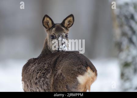 Reh-Weibchen stehen auf Waldwiese im Schnee und blicken zurück, Winter, niedersachsen, deutschland, (capreolus capreolus) Stockfoto