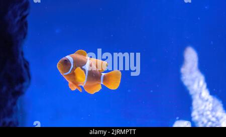 Farbenfrohe Rifffische. Ocellaris Clownfisch, Amphiprion ocellaris, auch bekannt als falscher Percula Clownfisch oder Clownfisch Stockfoto