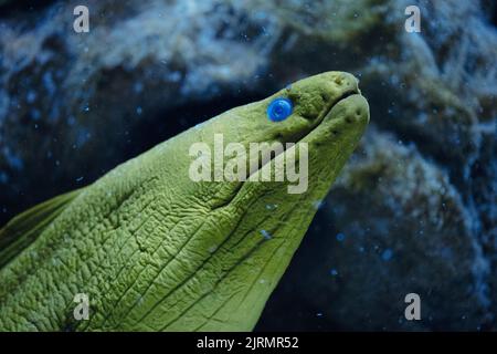 Moray Eel Gymnothorax thyrsoideus bekannt als Grey-Faced Moray Eel, Slender Moray Eel, Freckled Moray Eel im Korallenriff Stockfoto