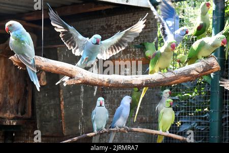 Langenreichenbach, Deutschland. 24. August 2022. Grüne Alexander-Sittiche und blaue Kragensittiche sitzen und fliegen in einer Voliere im Papagei- und Känguruhof des Hobbyzüchters Mike Schmidt. Die bunten Vögel gehören zu vielen verschiedenen Arten von Sittichen, Papageien und Kakadus, die Mike Schmidt mit seiner Frau in seinen Volieren hält. Neben seiner Tätigkeit als Fahrer züchtet er seit über 30 Jahren die bunten Vögel und öffnet seine Hoftüren für Jung und Alt. Quelle: Waltraud Grubitzsch/dpa-Zentralbild/dpa/Alamy Live News Stockfoto