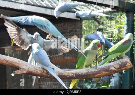 Langenreichenbach, Deutschland. 24. August 2022. Grüne Alexander-Sittiche und blaue Kragensittiche sitzen und fliegen in einer Voliere im Papagei- und Känguruhof des Hobbyzüchters Mike Schmidt. Die bunten Vögel gehören zu vielen verschiedenen Arten von Sittichen, Papageien und Kakadus, die Mike Schmidt mit seiner Frau in seinen Volieren hält. Neben seiner Tätigkeit als Fahrer züchtet er seit über 30 Jahren die bunten Vögel und öffnet seine Hoftüren für Jung und Alt. Quelle: Waltraud Grubitzsch/dpa-Zentralbild/dpa/Alamy Live News Stockfoto