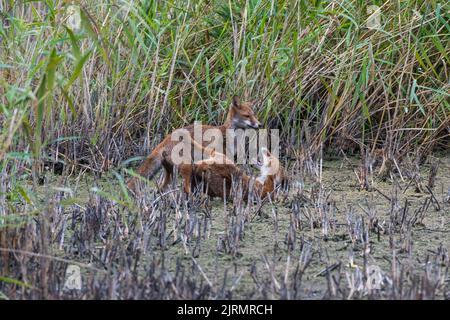 Zwei junge Füchse spielen auf Magor Marsh in Südwales auf einem Schilfbett, das einst unter Wasser lag und die globale Erwärmung und das heiße Wetter hervorhebt. Stockfoto