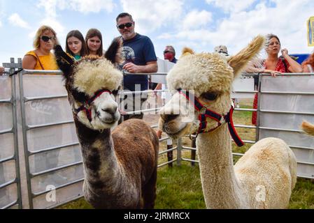 Bridport, Dorset, Großbritannien. 25.. August 2022. Eine Familie, die Alpaca auf der Melplash Show in Bridport in Dorset betrachtet, die nach einer Lücke von drei Jahren aufgrund der Covid-19-Pandemie zurückkehrt. Bildnachweis: Graham Hunt/Alamy Live News Stockfoto