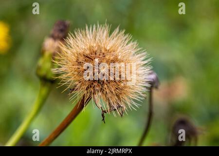 Die Frucht des Tragopogon orientalis, der allgemein als orientalischer Ziegenbart bezeichnet wird Stockfoto