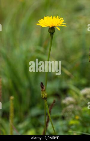 Die Blume von Tragopogon orientalis, der gewöhnliche Name Orientalischer Ziegenbart Stockfoto