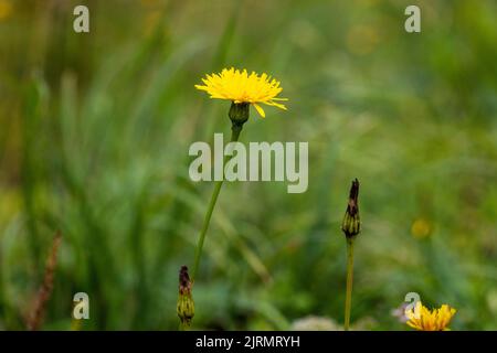 Die Blume von Tragopogon orientalis, der gewöhnliche Name Orientalischer Ziegenbart Stockfoto