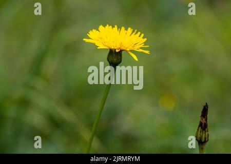 Die Blume von Tragopogon orientalis, der gewöhnliche Name Orientalischer Ziegenbart Stockfoto