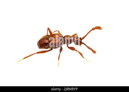 Ameisenkäfer (Tmesiphorus carinatus) isoliert auf weißem Hintergrund. Stockfoto