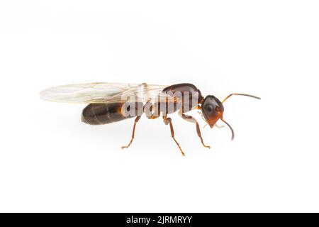 Eine Mississippi-Torhüterin Ameise (Colobopsis mississippiensis) Königin während eines Hochzeitsfluges, isoliert auf weißem Hintergrund. Stockfoto