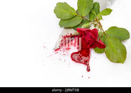 Rote Rose mit realistischem Blut und einem scharfen Messer isoliert auf weißem Hintergrund Stockfoto