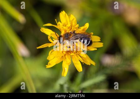 Die Blume von Tragopogon orientalis, der gewöhnliche Name Orientalischer Ziegenbart Stockfoto