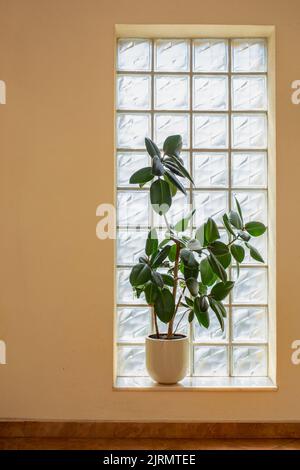 Ficus elastica robusta, (Gummipflanze) vor einem Fenster aus Glassteinen. Stockfoto