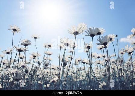 Marguerite-Gänseblümchen auf einer Wiese mit blauem Sonnenhimmel im Hintergrund. Frühlingsblume. Stockfoto