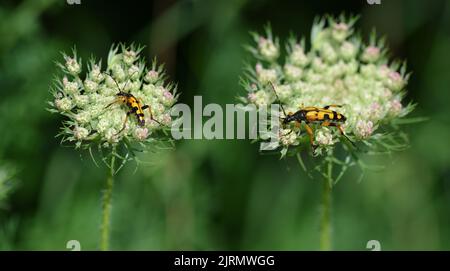 Getupftes Longhorn ( Rutpela maculata ) auf der Spitze der Blume von Queen anne. Stockfoto