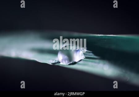 Transparente Tropfen von Wassertau auf Gras close up.Natural Hintergrund mit Kopierraum. Stockfoto