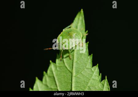 Grüner Schildfehler (Palomena prasina) auf Blatt. Stockfoto