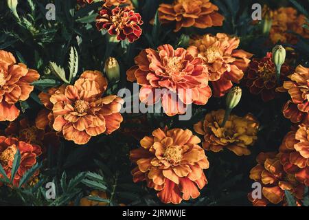 Afrikanische Ringelblumen im Garten, Tagesetes wächst aus der Nähe Stockfoto
