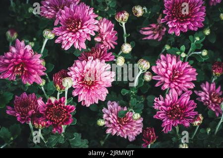 Dendranthema grandiflorum, blühende Chrysantheme des Floristen im Blumengarten Stockfoto